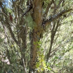 Leptospermum grandifolium at Tinderry, NSW - 27 Feb 2023 12:47 PM