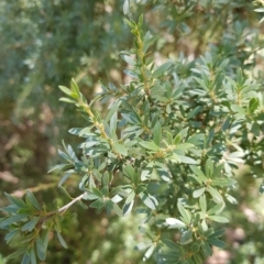 Leptospermum grandifolium (Woolly Teatree, Mountain Tea-tree) at Tinderry, NSW - 27 Feb 2023 by danswell