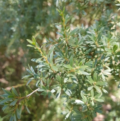 Leptospermum grandifolium (Woolly Teatree, Mountain Tea-tree) at Tinderry, NSW - 27 Feb 2023 by danswell