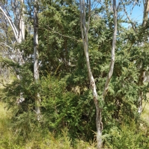 Leptospermum grandifolium at Tinderry, NSW - 27 Feb 2023