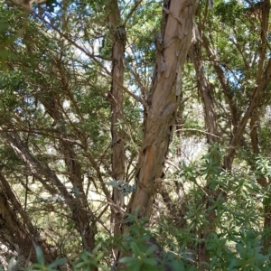 Leptospermum grandifolium at Tinderry, NSW - 27 Feb 2023 12:45 PM