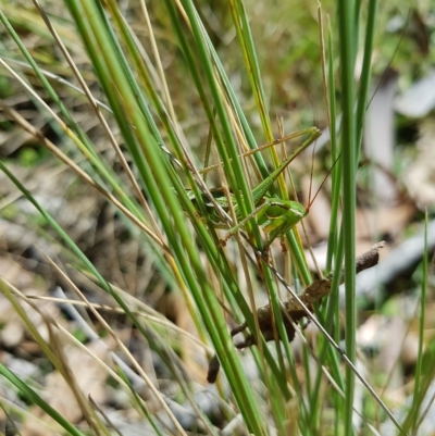 Chlorodectes montanus (Montane green shield back katydid) at Mt Holland - 27 Feb 2023 by danswell