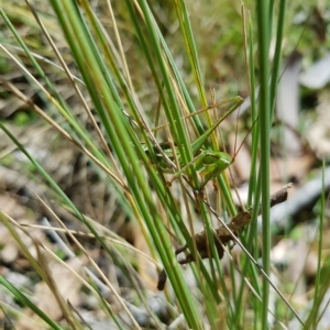 Chlorodectes montanus at Tinderry, NSW - 27 Feb 2023