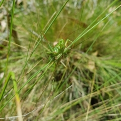 Chlorodectes montanus at Tinderry, NSW - 27 Feb 2023