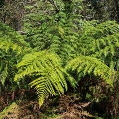 Dicksonia antarctica (Soft Treefern) at Tinderry, NSW - 27 Feb 2023 by danswell