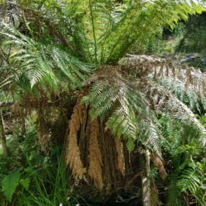 Dicksonia antarctica at Tinderry, NSW - suppressed