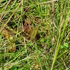 Atkinsia dominula (Two-brand grass-skipper) at Mt Holland - 27 Feb 2023 by danswell