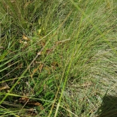 Atkinsia dominula at Tinderry, NSW - suppressed