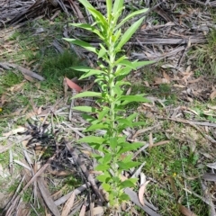 Erigeron sumatrensis (Tall Fleabane) at Mt Holland - 26 Feb 2023 by danswell