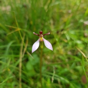 Eriochilus magenteus at Tinderry, NSW - 27 Feb 2023