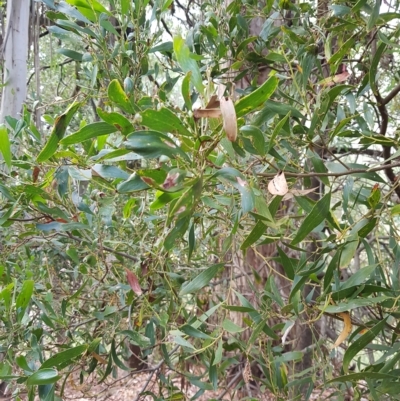 Acacia melanoxylon (Blackwood) at Mt Holland - 26 Feb 2023 by danswell