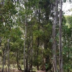 Acacia melanoxylon at Tinderry, NSW - 27 Feb 2023