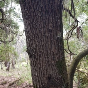 Acacia melanoxylon at Tinderry, NSW - 27 Feb 2023