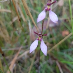 Eriochilus magenteus (Magenta Autumn Orchid) at Tinderry, NSW - 26 Feb 2023 by danswell