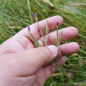 Epilobium billardiereanum at Tinderry, NSW - 27 Feb 2023