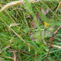 Epilobium billardiereanum at Tinderry, NSW - 27 Feb 2023