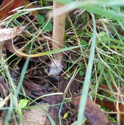 Macrolepiota clelandii (Macrolepiota clelandii) at Mt Holland - 26 Feb 2023 by danswell