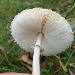 Macrolepiota clelandii at Tinderry, NSW - 27 Feb 2023