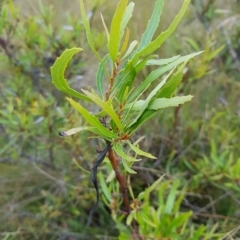 Lomatia myricoides (River Lomatia) at Tinderry, NSW - 27 Feb 2023 by danswell
