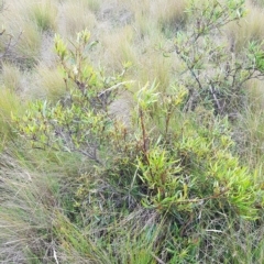 Lomatia myricoides at Tinderry, NSW - 27 Feb 2023