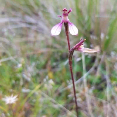 Eriochilus magenteus (Magenta Autumn Orchid) at Mt Holland - 26 Feb 2023 by danswell