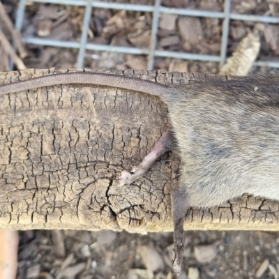 Rattus rattus (Black Rat) at O'Connor, ACT - 27 Feb 2023 by BarbPreston