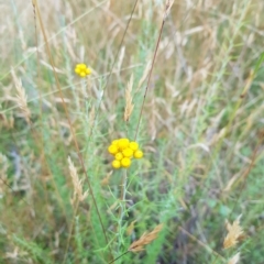 Chrysocephalum semipapposum (Clustered Everlasting) at Mt Holland - 26 Feb 2023 by danswell