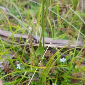 Centaurium sp. at Tinderry, NSW - 27 Feb 2023