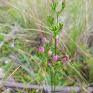 Centaurium sp. at Tinderry, NSW - 27 Feb 2023