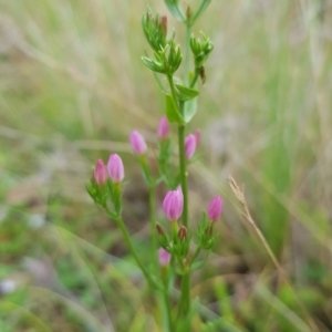 Centaurium sp. at Tinderry, NSW - 27 Feb 2023