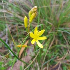 Bulbine bulbosa (Golden Lily) at Tinderry, NSW - 26 Feb 2023 by danswell