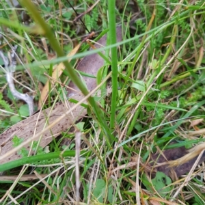 Bulbine bulbosa at Tinderry, NSW - 27 Feb 2023 08:35 AM