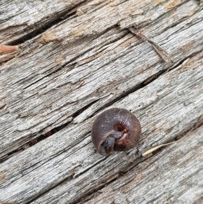 Austrochloritis (Genus) (Undescribed Austrochloritis species) at Mt Holland - 26 Feb 2023 by danswell