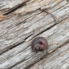 Unidentified Snail or Slug (Gastropoda) (TBC) at Tinderry, NSW - 26 Feb 2023 by danswell