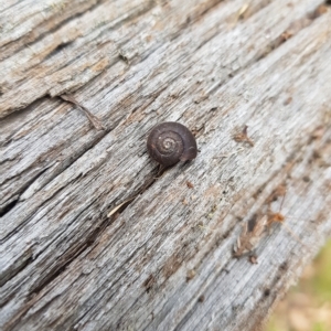 Austrochloritis (Genus) at Tinderry, NSW - 27 Feb 2023 08:18 AM