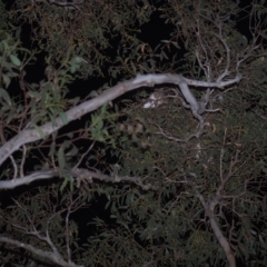 Pseudocheirus peregrinus (Common Ringtail Possum) at Tinderry, NSW - 26 Feb 2023 by danswell