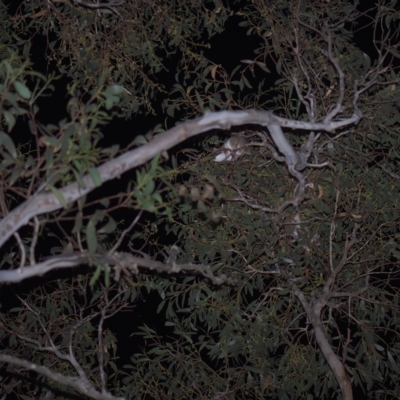 Pseudocheirus peregrinus (Common Ringtail Possum) at Tinderry, NSW - 26 Feb 2023 by danswell