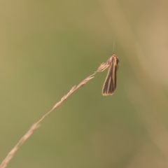 Phaeophlebosia furcifera (Forked Footman) at Tinderry, NSW - 27 Feb 2023 by danswell