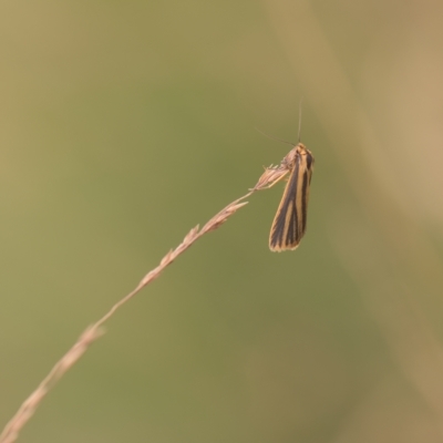 Phaeophlebosia furcifera (Forked Footman) at Mt Holland - 26 Feb 2023 by danswell