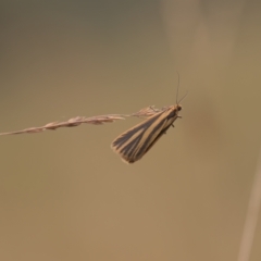 Phaeophlebosia furcifera at Tinderry, NSW - 27 Feb 2023