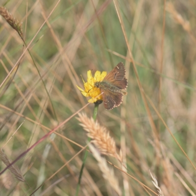 Atkinsia dominula (Two-brand grass-skipper) at Tinderry, NSW - 27 Feb 2023 by danswell