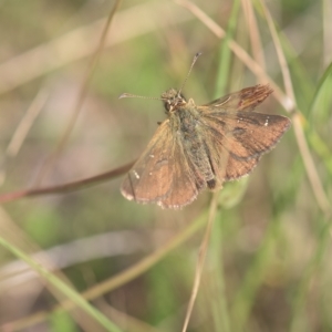 Atkinsia dominula at Tinderry, NSW - 27 Feb 2023