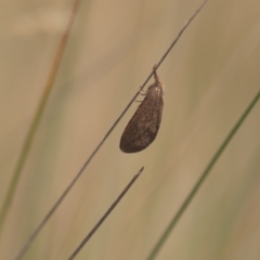 Fraus (genus) (A swift or ghost moth) at Tinderry, NSW - 27 Feb 2023 by danswell