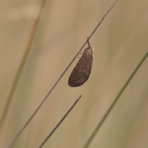 Fraus (genus) at Tinderry, NSW - 27 Feb 2023 11:21 AM