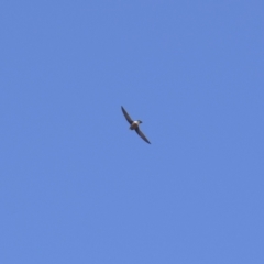 Hirundapus caudacutus (White-throated Needletail) at Tinderry, NSW - 27 Feb 2023 by danswell