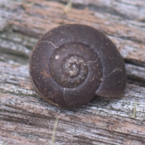 Austrochloritis (Genus) at Tinderry, NSW - 27 Feb 2023