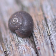 Austrochloritis (Genus) at Tinderry, NSW - 27 Feb 2023 08:21 AM