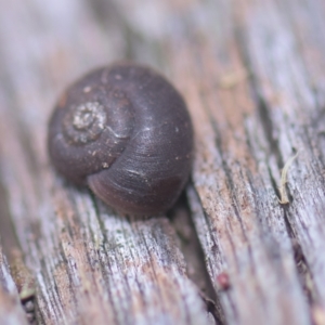 Austrochloritis (Genus) at Tinderry, NSW - 27 Feb 2023