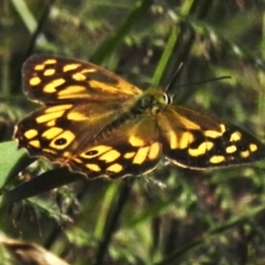 Heteronympha paradelpha (Spotted Brown) at Acton, ACT - 27 Feb 2023 by JohnBundock