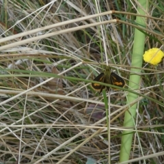 Ocybadistes walkeri (Green Grass-dart) at Belconnen, ACT - 26 Feb 2023 by JohnGiacon